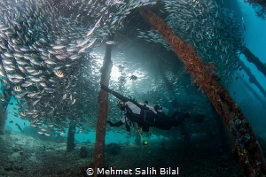 Playing with silverside shoal. by Mehmet Salih Bilal 